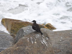 Cinclodes nigrofumosus