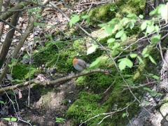 Erithacus rubecula
