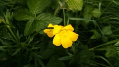 Ranunculus acris