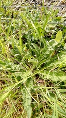 Hypochaeris radicata