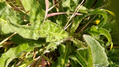 Hypochaeris radicata