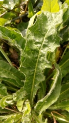 Hypochaeris radicata