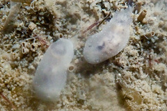 Hallaxa albopunctata