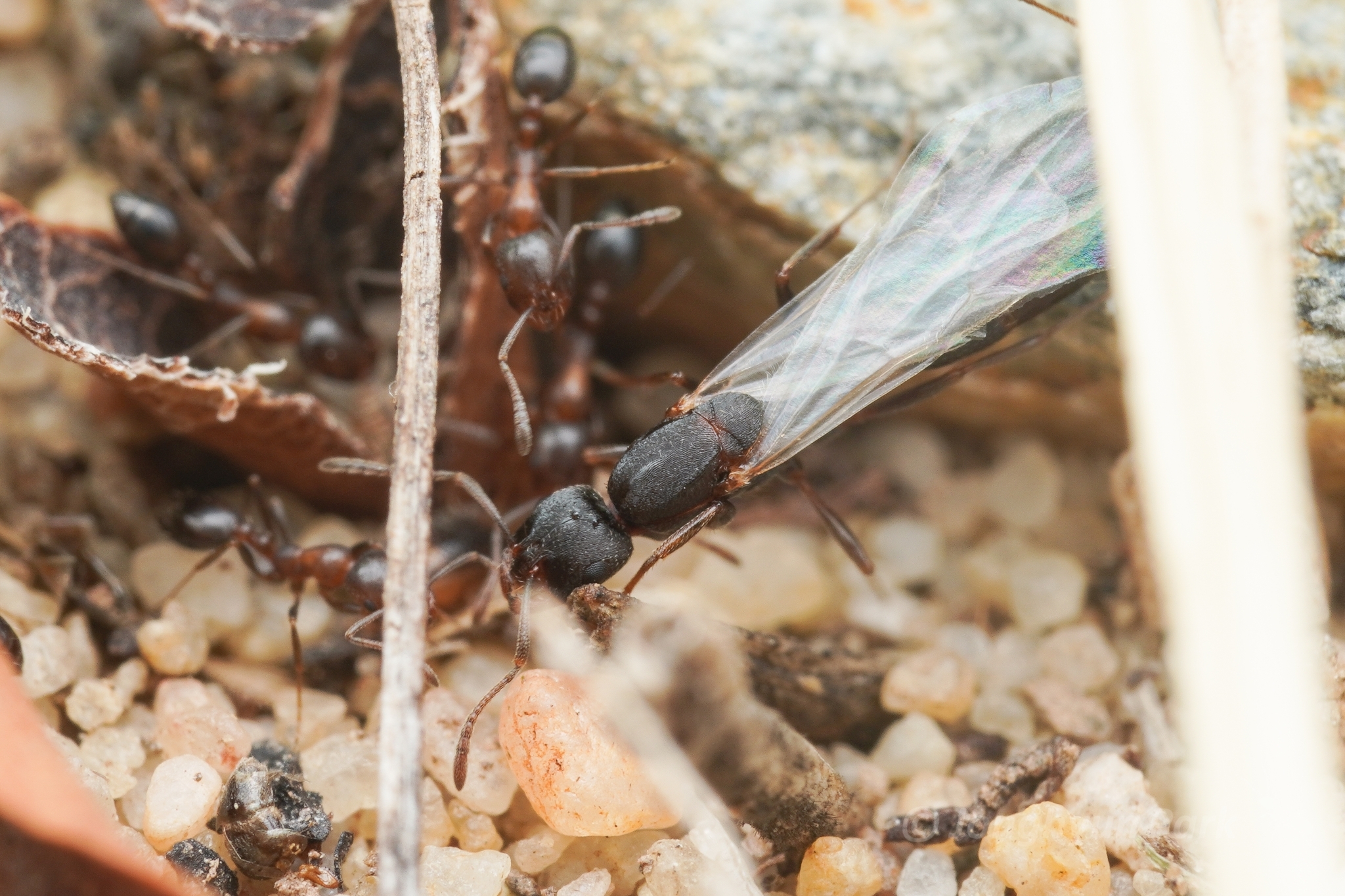 Monomorium willowmorense
