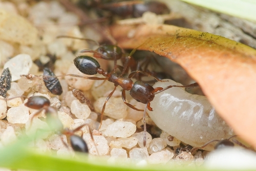 Monomorium willowmorenseMonomorium willowmorense
