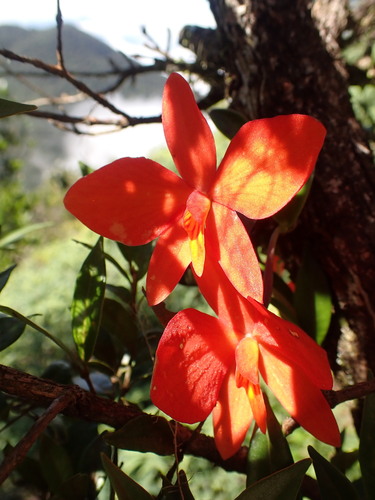 Image of Cattleya coccinea by (c) agujaceratops, some rights reserved (CC BY)