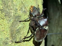 Trypoxylus dichotomus tsunobosonis