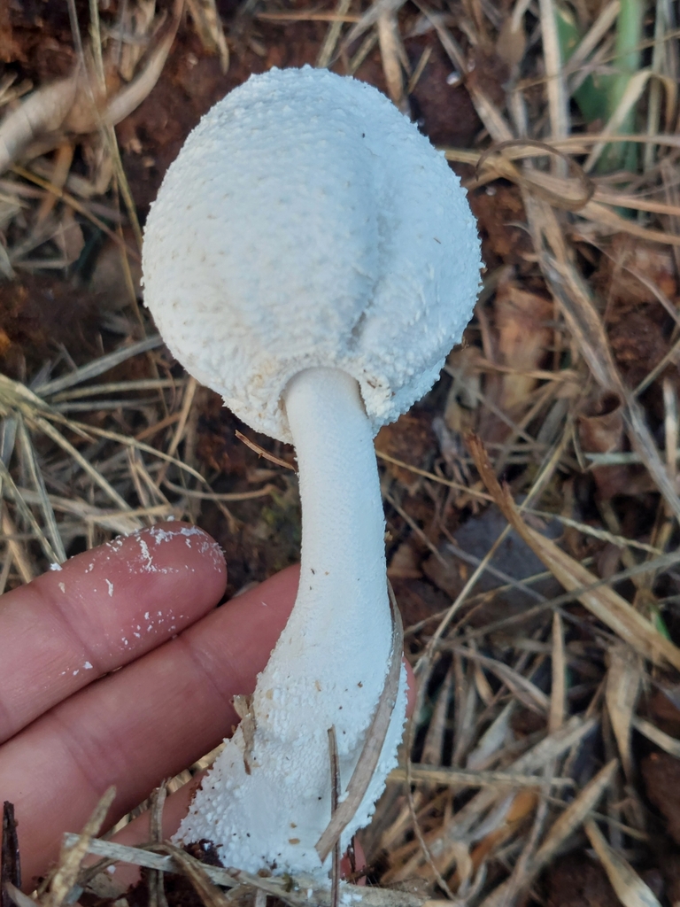 Leucocoprinus cretaceus · March 2024 · photo: © danielmesa1 (iNaturalist, cc-by)