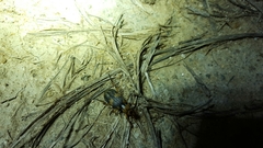 Pheropsophus javanus