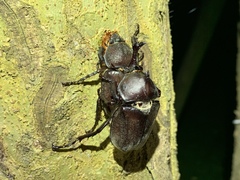 Trypoxylus dichotomus tsunobosonis