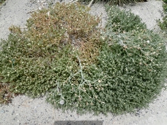 Mesembryanthemum nodiflorum