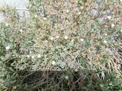 Mesembryanthemum nodiflorum