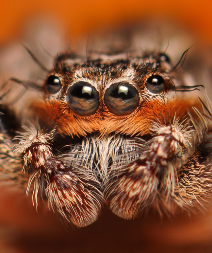 Tan Jumping Spider, photo 5 of 10