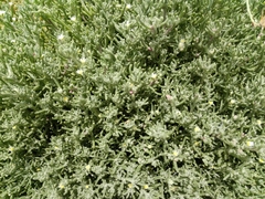 Mesembryanthemum nodiflorum