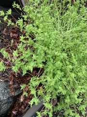 Stellaria media
