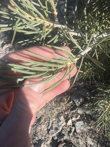 Singleleaf pinyon (Pinus monophylla)