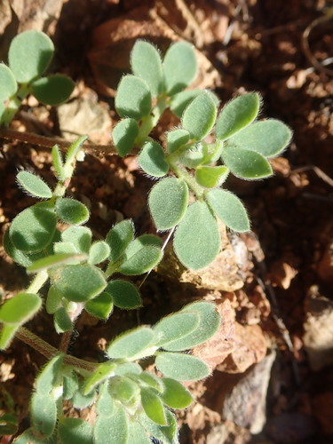 Chilean Bird's-foot Trefoil foliage