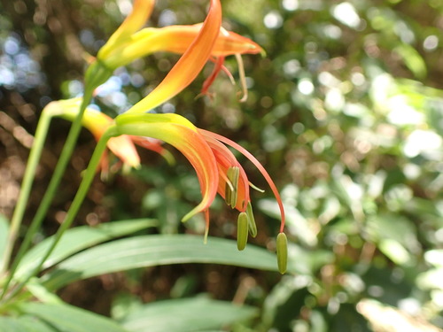 Alstroemeria radula (Alstroemeria radula)