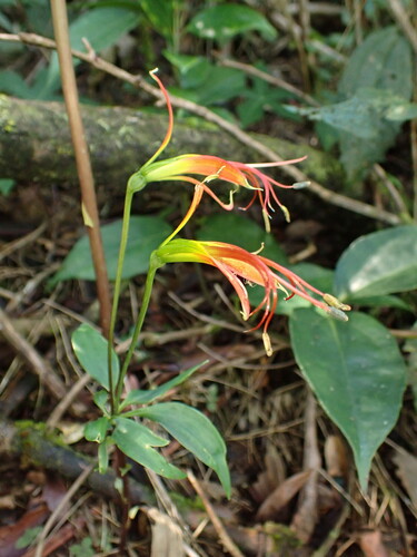 Alstroemeria radula (Alstroemeria radula)