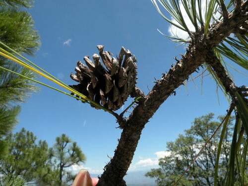 Image of Pinus yecorensis by (c) M. Socorro González Elizondo, some rights reserved (CC BY-SA)
