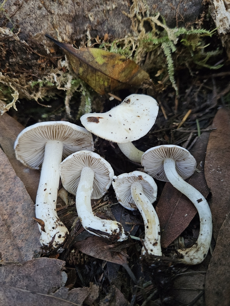 Inocybe sp. 'geophylla-PNW06'