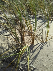 Cladoraphis cyperoides