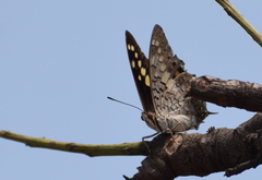 Charaxes solon
