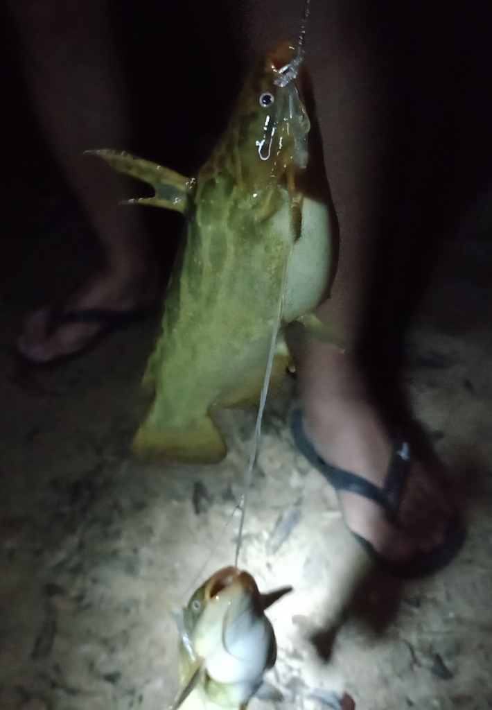 Lucenas drijfhoutmeerval (Trachelyopterus lucenai) — Auchenipteridae
