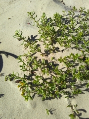 Senecio maritimus