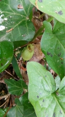 Arum maculatum