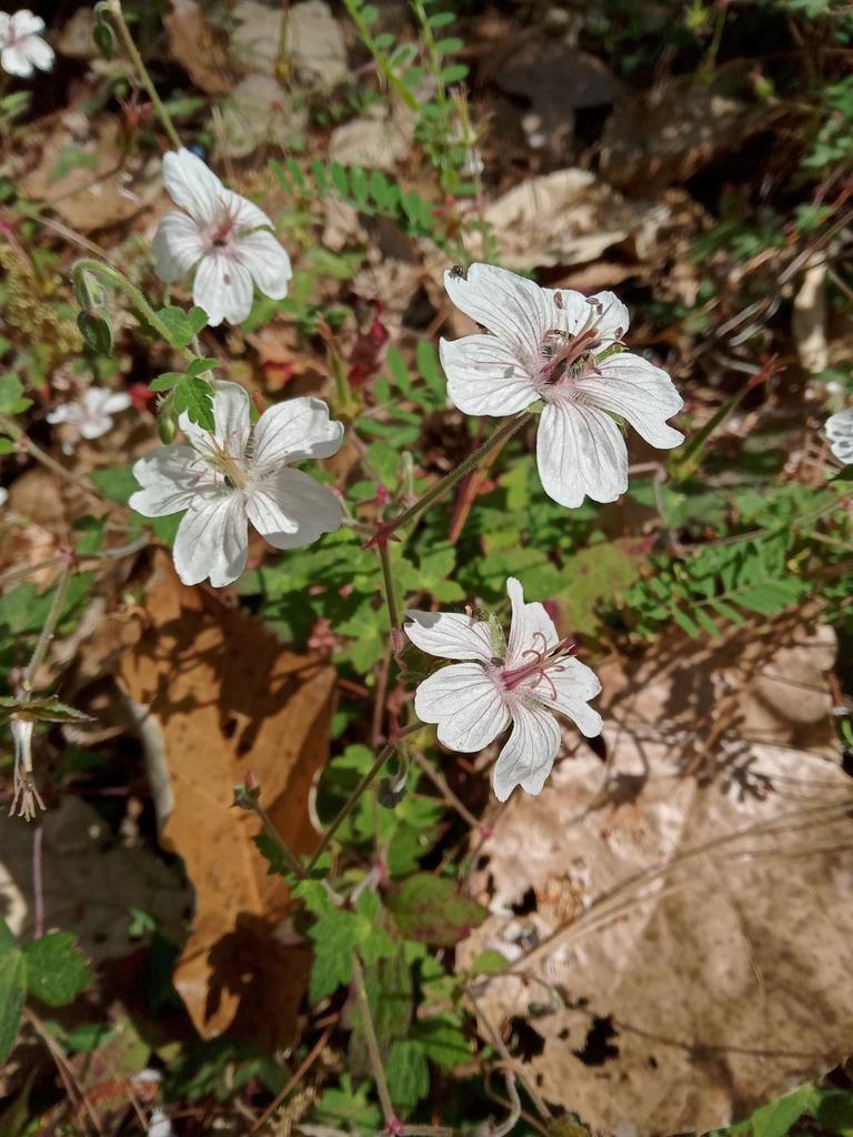 Geranium deltoideum