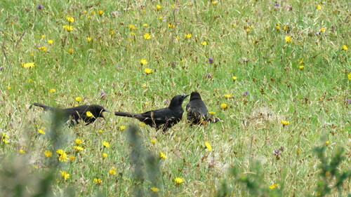 Austral Blackbird (Curaeus curaeus), photo 9