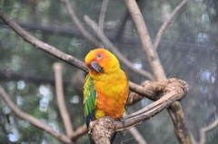 Aratinga solstitialis