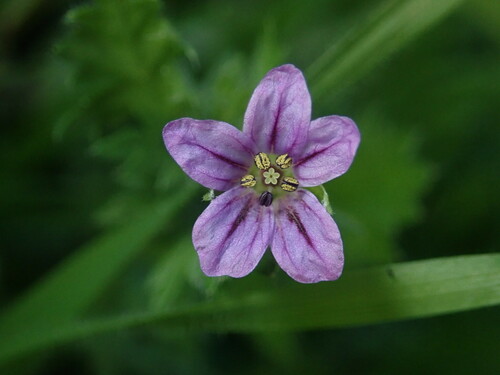 Image of Erodium brachycarpum by (c) Cricket Raspet, some rights reserved (CC BY)
