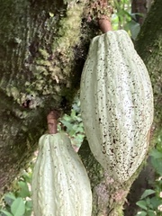 Theobroma cacao image