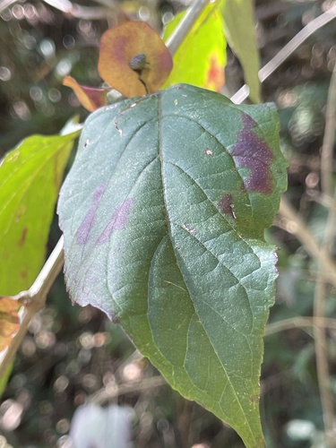 Holmskioldia sanguinea