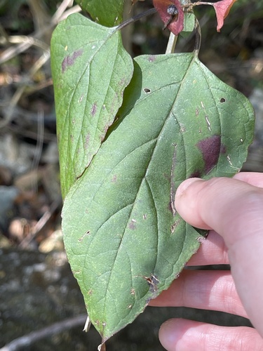 Holmskioldia sanguinea