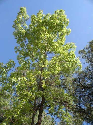 Image of Fraxinus papillosa by (c) M. Socorro González Elizondo, some rights reserved (CC BY-SA)