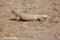 Uromastyx dispar