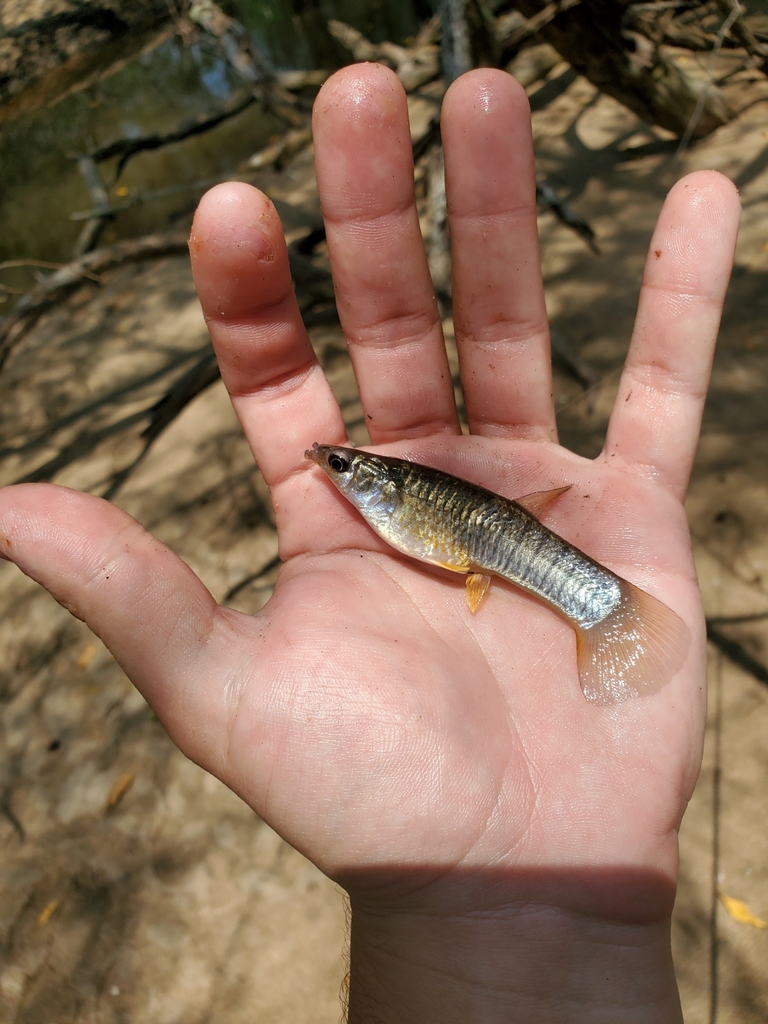 Barred livebearer (Poeciliopsis turrubarensis) — Poeciliidae
