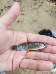Barred Livebearer photo 4