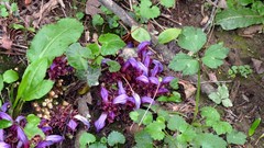 Lathraea clandestina