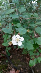 Crataegus monogyna