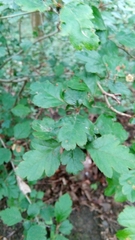 Crataegus monogyna