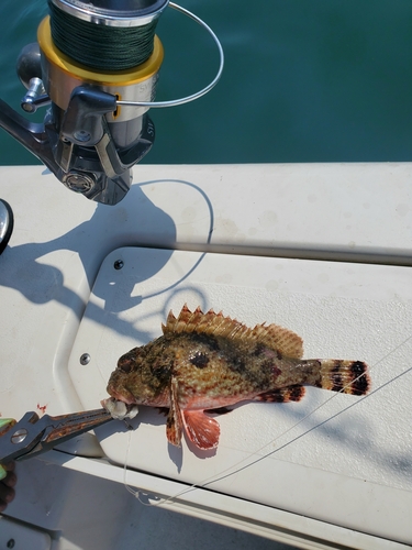 Dark blotch scorpionfish (Scorpaena histrio) — Scorpaenidae — 3