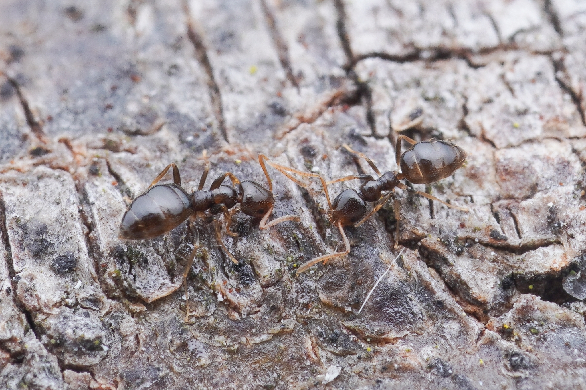Plagiolepis simoni