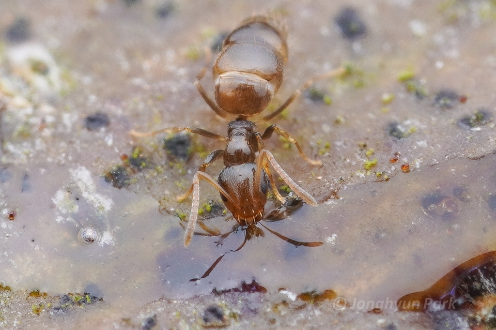 Plagiolepis simoni