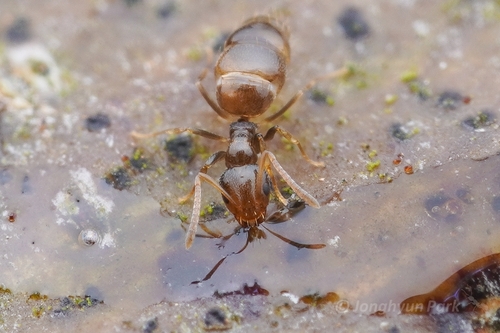 Plagiolepis simoniPlagiolepis simoni