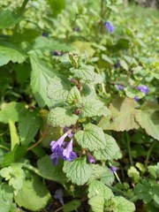 Glechoma hederacea