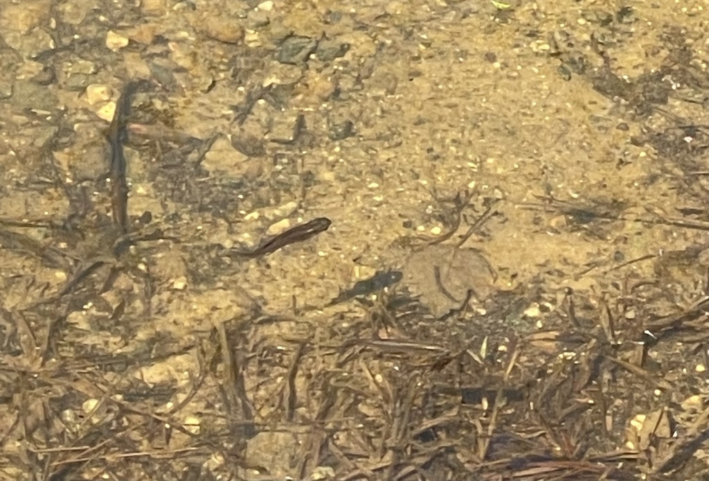 Minnows, Suckers, Carps, and Loaches from Hagan-Stone Park, Pleasant ...